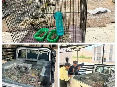 متخلفان زنده گیری پرنده در شهرستان کیار دستگیر شدند