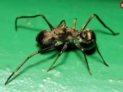 عنکبوت شگفت‌انگیزی که به بچه‌هایش «شیر» می‌دهد