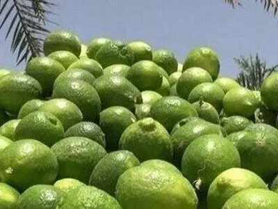 برداشت ۳۶ هزار تن لیمو از باغات استان بوشهر