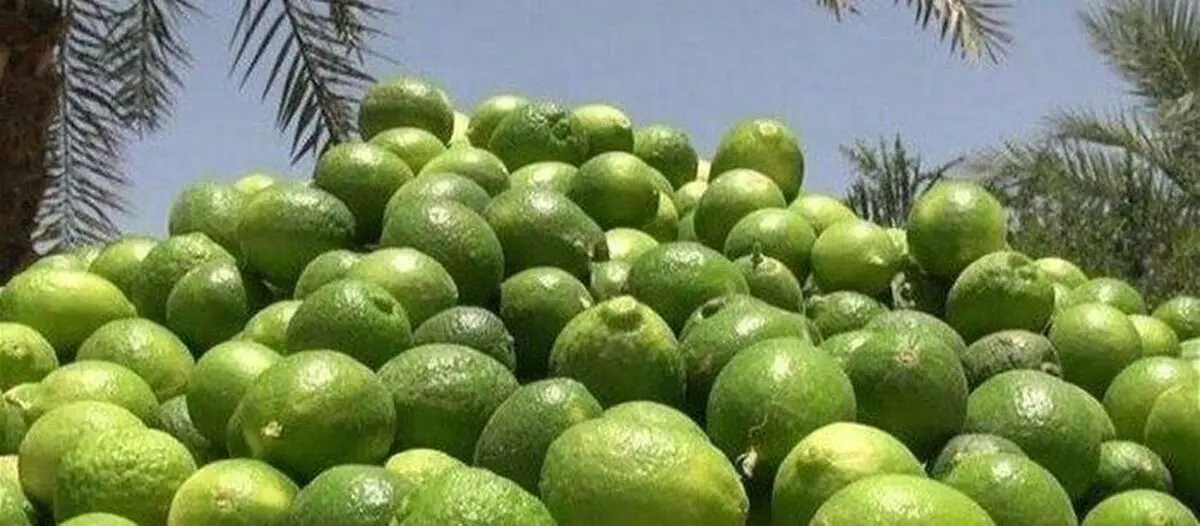 برداشت ۳۶ هزار تن لیمو از باغات استان بوشهر