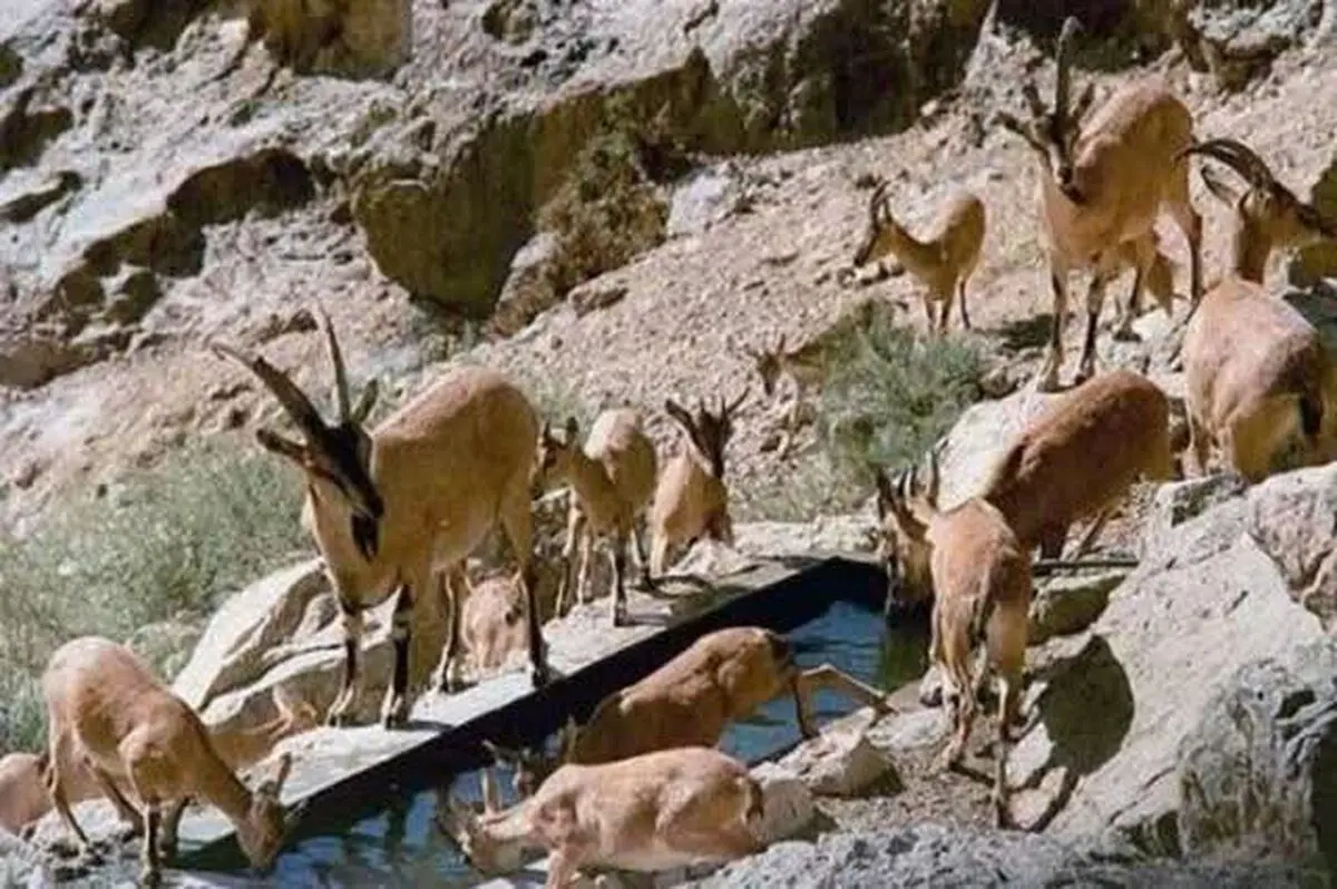 دستور فوری برای مقابله با تب برفکی در فارس/ ممنوعیت کامل ورود دام به پارک ملی بمو
