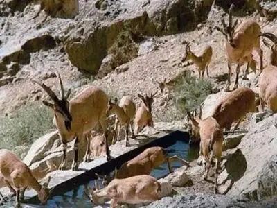 دستور فوری برای مقابله با تب برفکی در فارس/ ممنوعیت کامل ورود دام به پارک ملی بمو