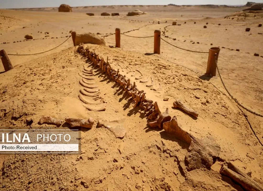 تصاویری از دره نهنگ‌ها
