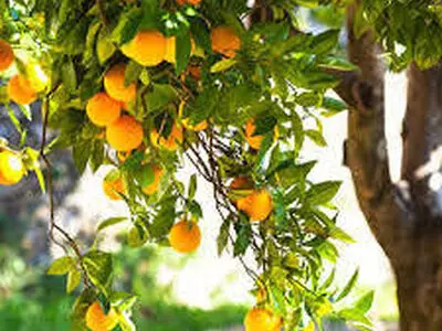 کاشت درخت میوه در پارک‌های استان کرمانشاه