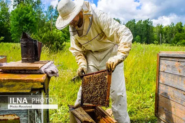 Iran Exports over 1,000 Tons of Honey in 11 Months