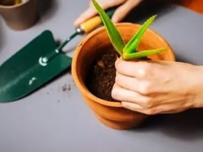 ریشه زایی و آفت زدایی گیاه با دارچین