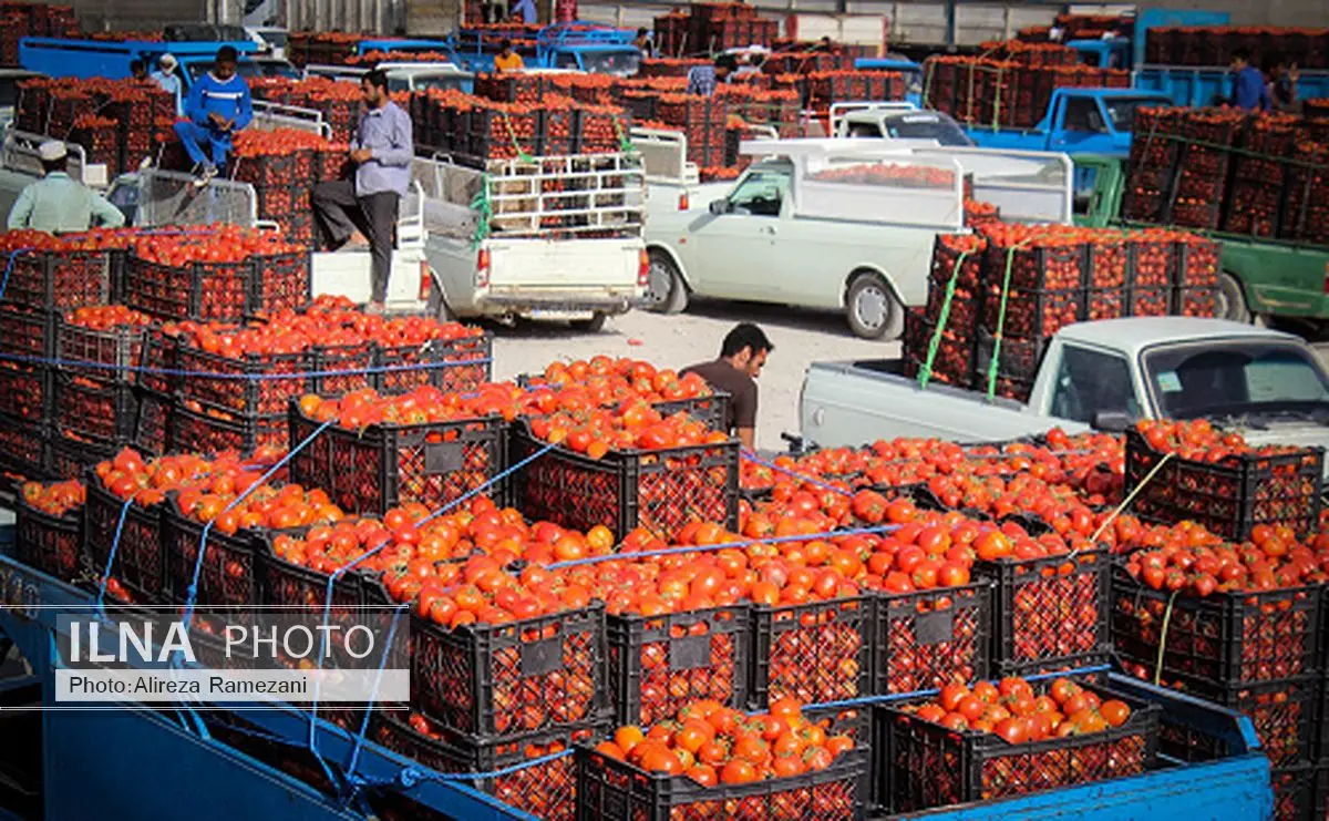 کشف 690 هزار نخ سیگار قاچاق در بار گوجه فرنگی