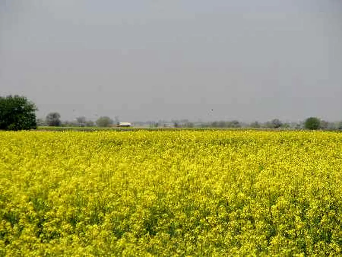 رونمایی از 5 بذر جدید محصولات زراعی وکشاورزی در البرز با حضور رئیس جمهوری