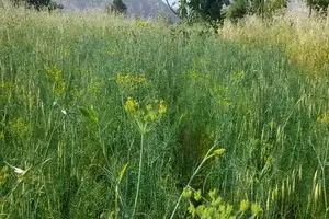 نابودی گیاهان مخدر در سطح پنج هکتاراز اراضی زراعی همدان