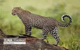 برخورد پلنگ با یک دامدار غیربومی در منطقه شکارممنوع / انتقال تیم کارشناسی برای بررسی ماجرا