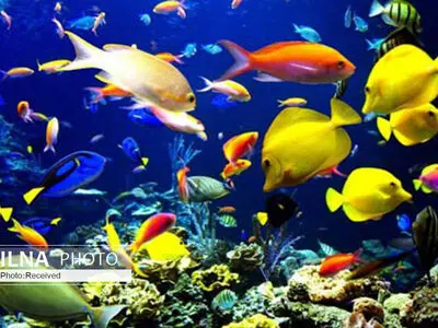 ظرفیت تولید ماهیان زینتی در قزوین افزایش می یابد