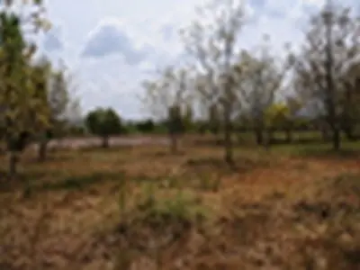 میزان خرید پنبه تضمینی کشاورزان آذربایجان شرقی از مرز ۲ هزار و ۶۰۰ تن گذشت