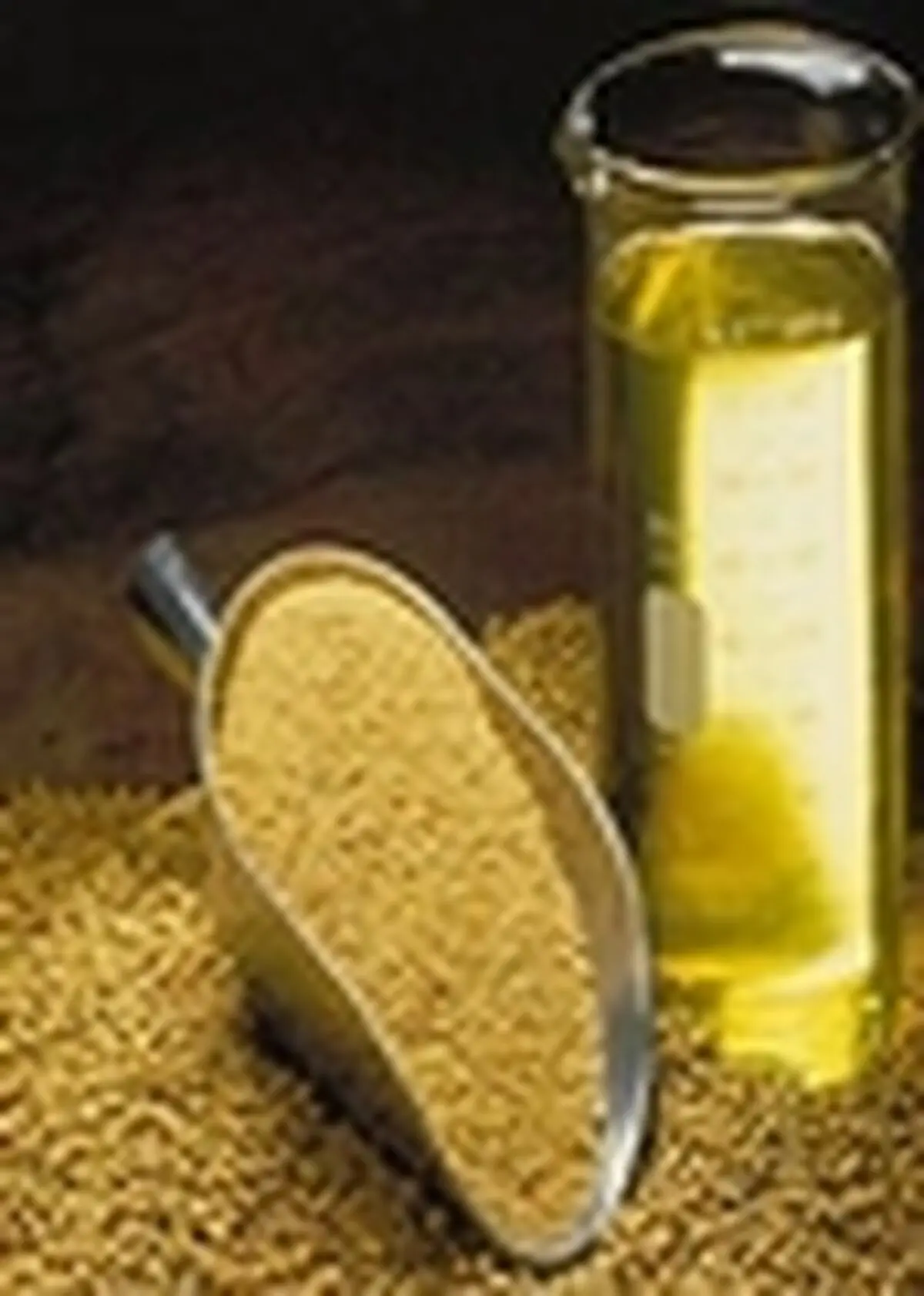 خریداری بیش از ۲۱۰ تن دانه روغنی کلزا از کشاورزان بابلسری