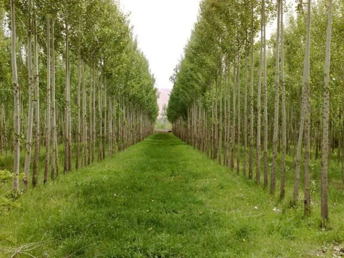 وام کم بازده با تنفس ۵ ساله برای زراعت چوب در گلستان داده می شود/ زراعت چوب درهر هکتار برای ۳ نفر اشتغالزایی می کند