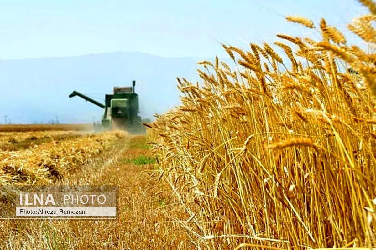 پرداخت 29400 میلیارد ریال وجوه خرید تضمینی گندم به گندمکاران توسط بانک کشاورزی