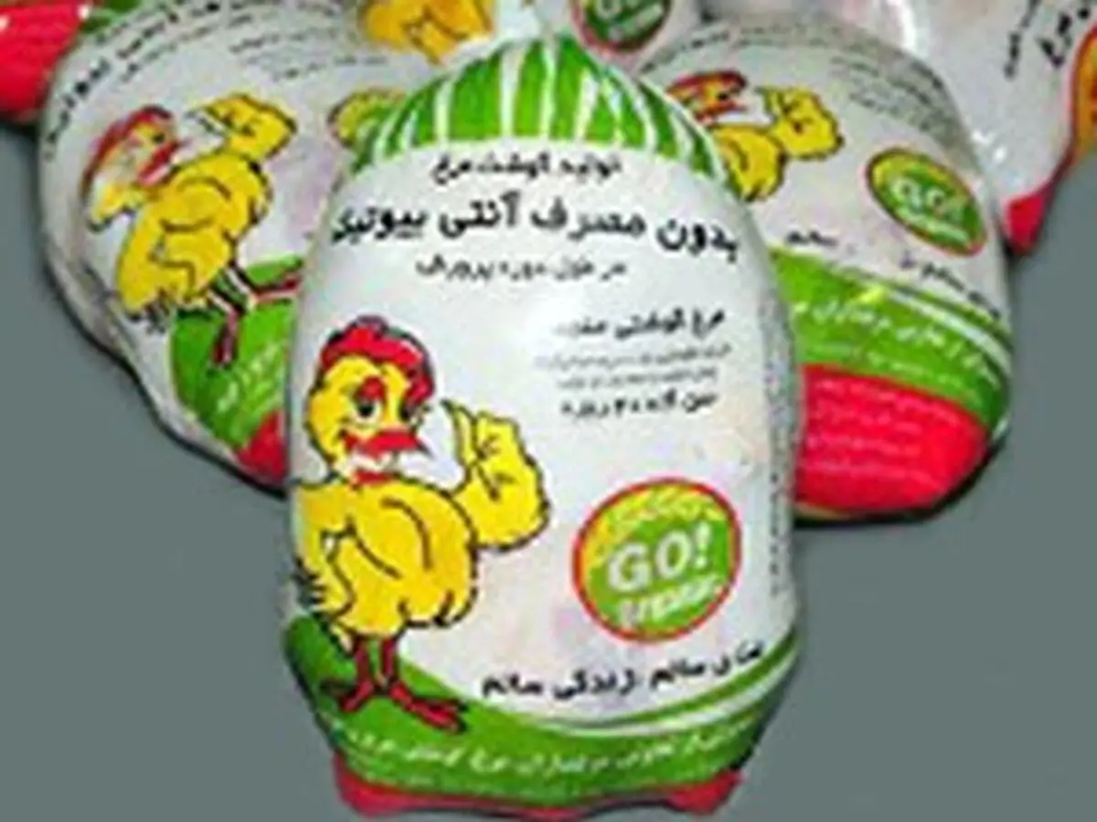 تولید سالانه دوهزار تن مرغ بدون آنتی بیوتیک 