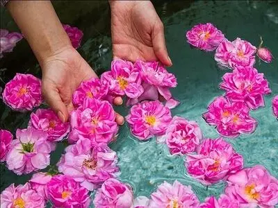 گلاب اصل ؛ راهنمای تشخیص گلاب خالص کاشان و میمند