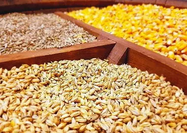 سامانه بازارگاه بستر فساد شد/ فروش نهاده‌های دامی به مرغداران با دو برابر قیمت 