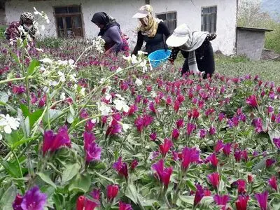 آغاز برداشت گل‌ گاوزبان در گیلان