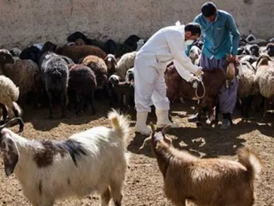  واکسیناسیون دام‌ها علیه تب‌مالت دراسلام آباد غرب 