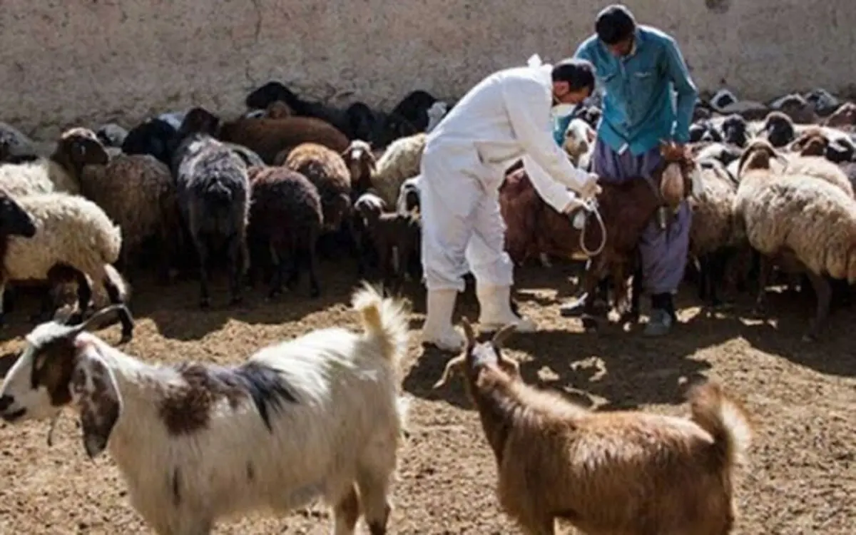  واکسیناسیون دام‌ها علیه تب‌مالت دراسلام آباد غرب 