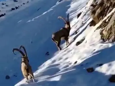 آغاز سرشماری زمستانه جمعیت حیات وحش مرکزی 