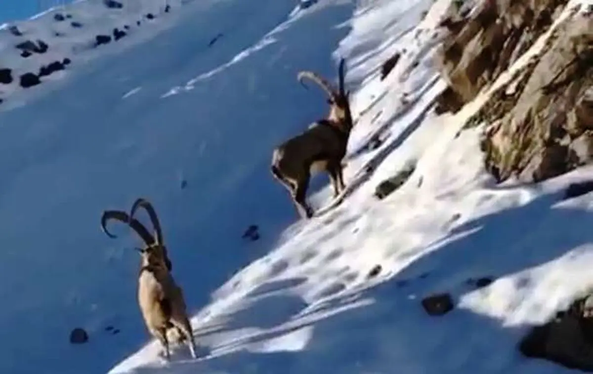 آغاز سرشماری زمستانه جمعیت حیات وحش مرکزی 