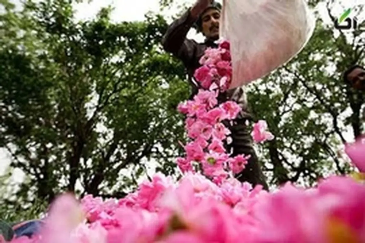 دومین شب از یازدهمین جشن گل و گلاب در قمصر برگزار شد