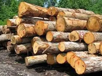 کشف محموله 7 تنی قاچاق چوب در استان بوشهر