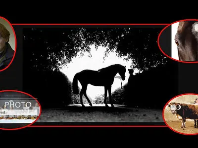 آثاری شاعرانه از یک عکاس مستند/ «اسب‌ها» از دوربین «جان رردون» 
