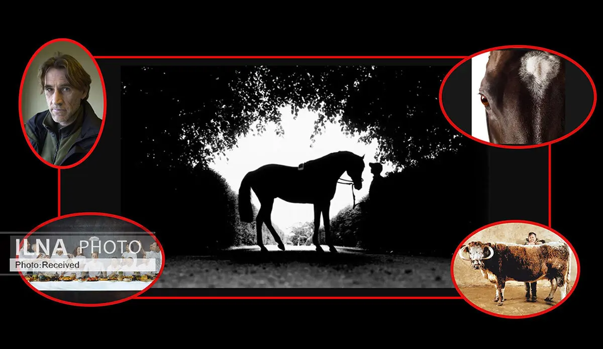 آثاری شاعرانه از یک عکاس مستند/ «اسب‌ها» از دوربین «جان رردون» 