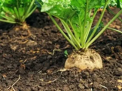 سطح زیر کشت چغندرقند در حوضه آبریز دریاچه ارومیه ۳۵ درصد کاهش یافته است