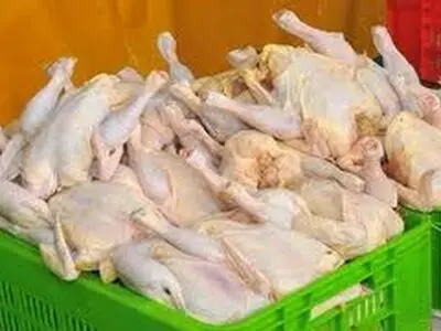 گلپایگان قطب تولید مرغ در استان اصفهان است