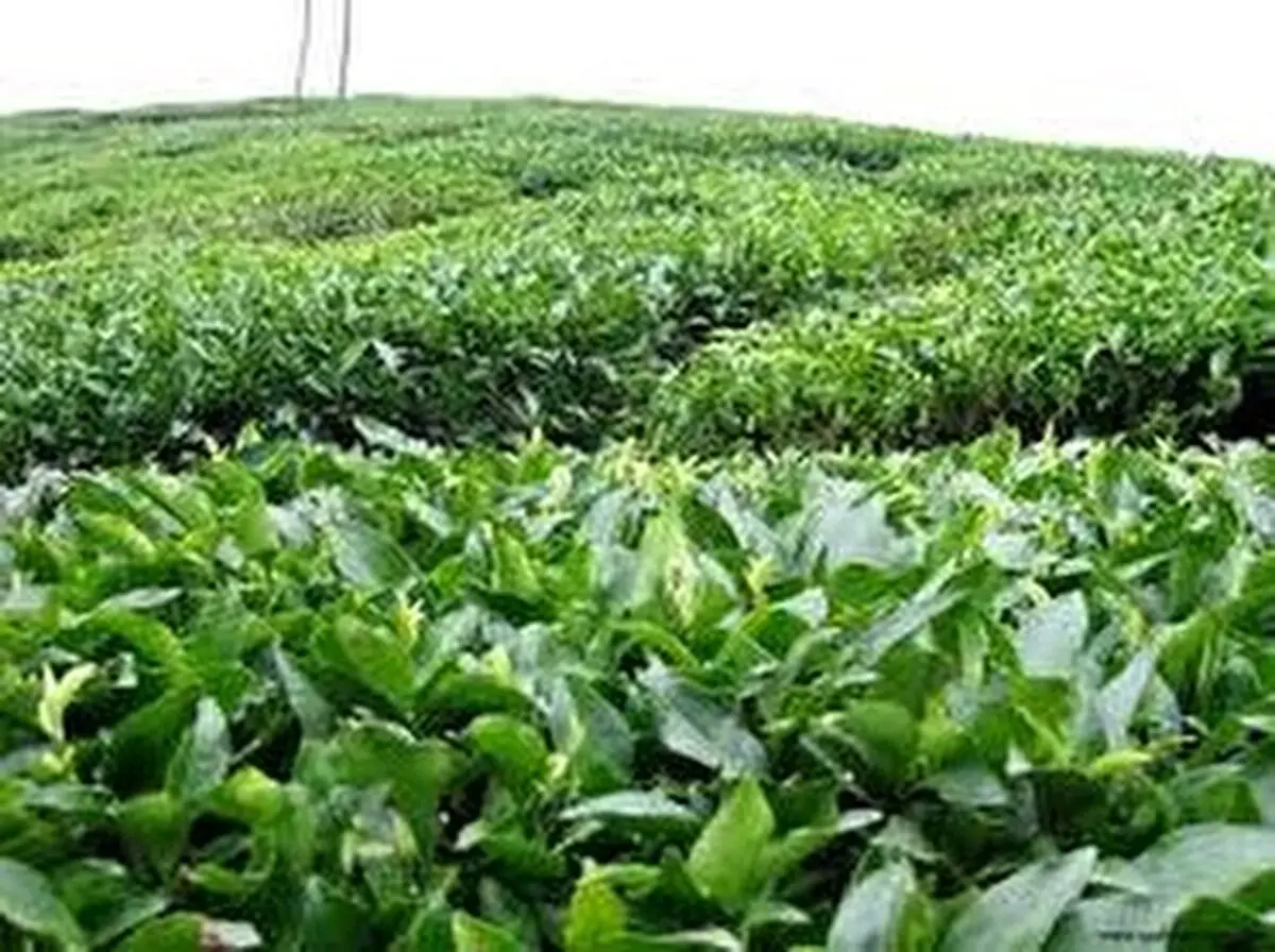 افزایش بهای خرید تضمینی برگ سبز چای