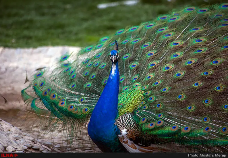 باغ پرندگان اصفهان از جاذبه های گردشگری این شهر