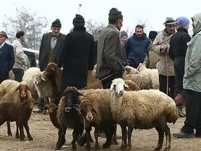 قیمت جدید دام زنده امروز ۱۷ مرداد ۱۴۰۳ + جدول 