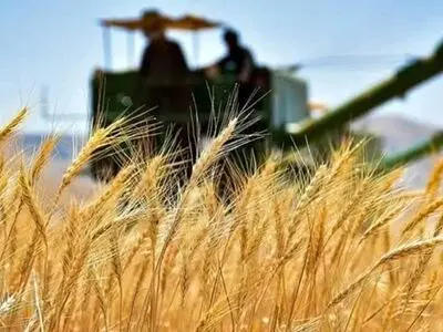 برداشت بیش از ۳۰ هزار تن گندم از اراضی زیرکشت نیشابور 