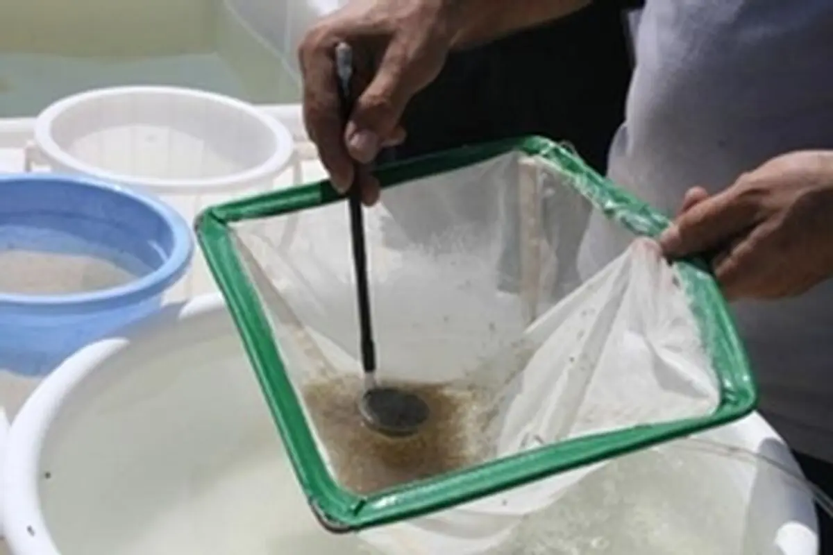 پیش بینی افزایش ۱۰۰ درصدی ذخیره سازی بچه میگو در گمیشان