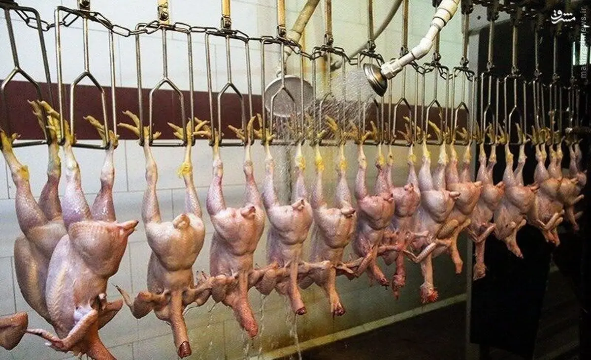 اتحادیه باید بر کشتار مرغ و دام نظارت داشته باشد