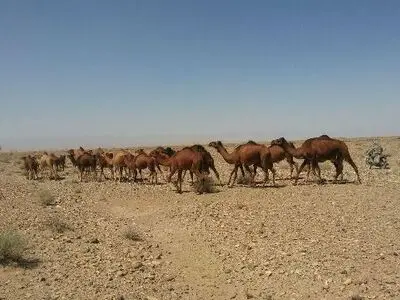 ساربان متخلف در منطقه حفاظت شده بافق، بازداشت شد