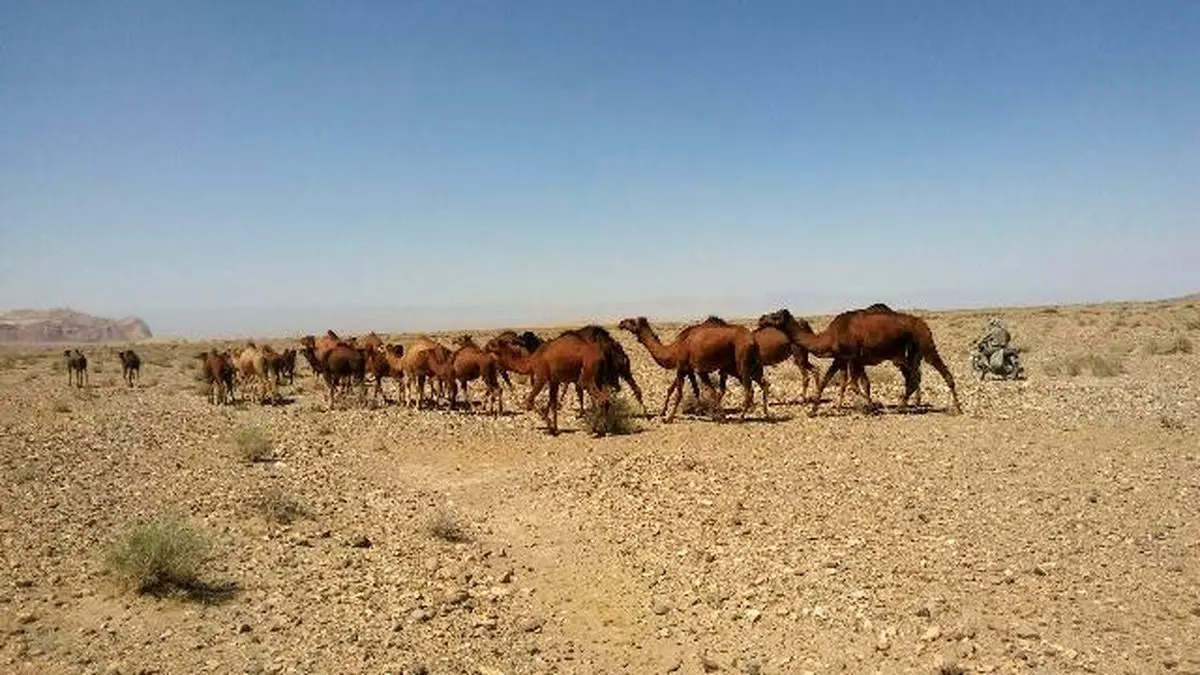 ساربان متخلف در منطقه حفاظت شده بافق، بازداشت شد