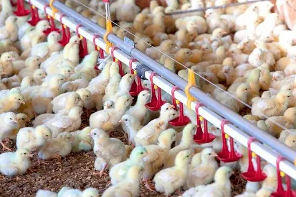 افزایش 25 درصدی جوجه‌ریزی در واحدهای مرغداری استان مرکزی