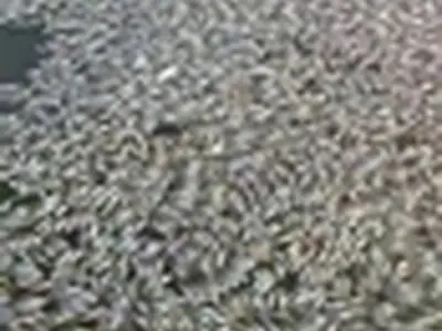 تصاویر جدید از فاجعه زیست‌محیطی در رودخانه هیرمند