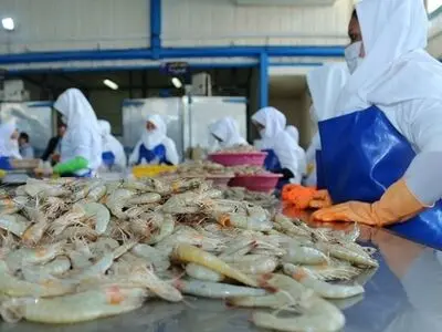 میگوی گلستان سالم و پاک از هر بیماری