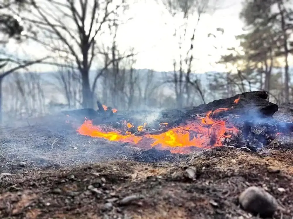 جنگل‌های سراوان رشت دچار آتش سوزی شدند