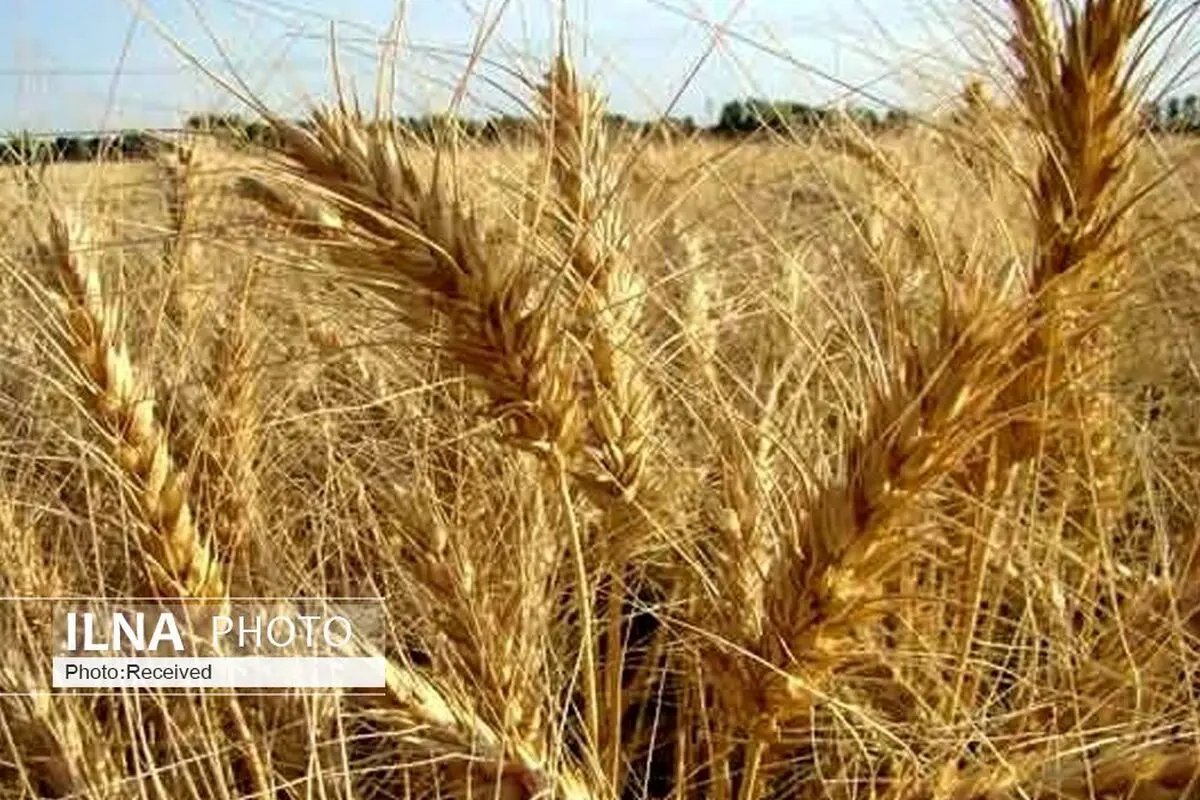 خروج هر نوع گندم از استان ممنوع است