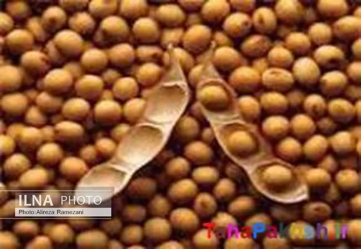 پرداخت بیش از 347 میلیارد ریال به سویا کاران مازندران 