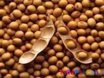 پرداخت بیش از 347 میلیارد ریال به سویا کاران مازندران 
