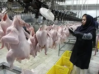 تأمین انرژی، نوسانات قوانین صادراتی و هزینه‌های ناشی از ارتقاء استانداردها؛ چالش‌های کشتارگاه‌های استان مرکزی