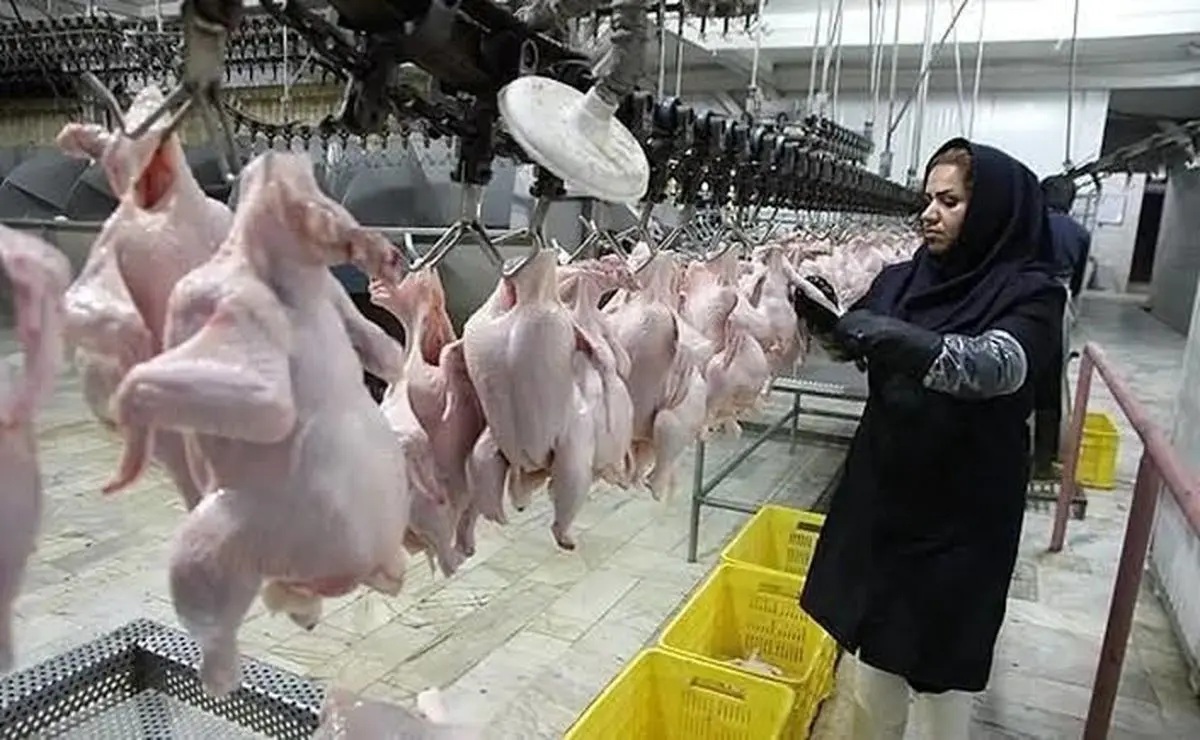 تأمین انرژی، نوسانات قوانین صادراتی و هزینه‌های ناشی از ارتقاء استانداردها؛ چالش‌های کشتارگاه‌های استان مرکزی
